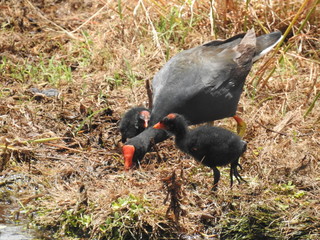 Hawaiian Waterbirds