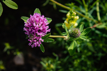 bee on a flower