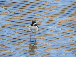 Hawaiian Waterbirds