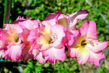 Close up of many delicate vivid pink Gladiolus flowers in full bloom in a garden in a sunny summer day.