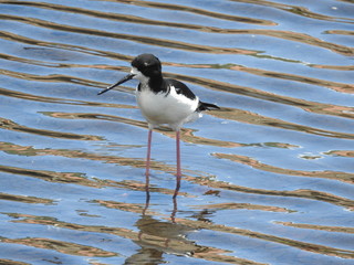 Hawaiian Waterbirds