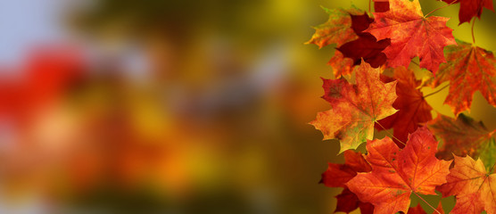 Beautiful autumn leaves. Fall colorful maple leaves. Season background. Selective focus