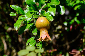 One small raw pomegranate fruit and green leaves in a large tree in direct sunlight in an orchard garden in a sunny summer day, beautiful outdoor floral background photographed with selective focus.
