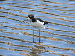 Hawaiian Waterbirds