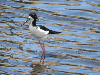 Hawaiian Waterbirds