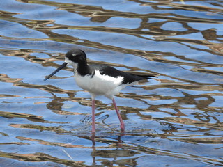 Hawaiian Waterbirds