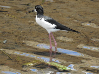 Hawaiian Waterbirds