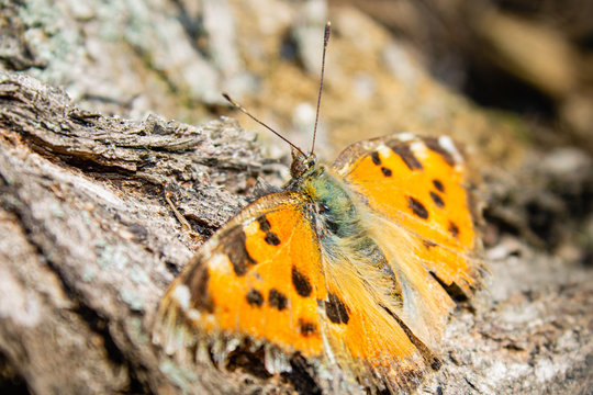 butterfly on the ground - Powered by Adobe