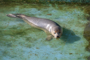 ゴマフアザラシの幼獣 © 晃一 角田