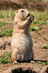 A view of a Prairie Dog