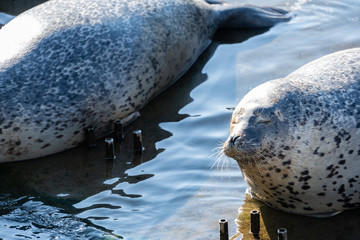 ゴマフアザラシ © 晃一 角田