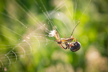 spider on a web