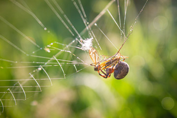 spider on the web