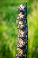 moth caterpillar on leaf