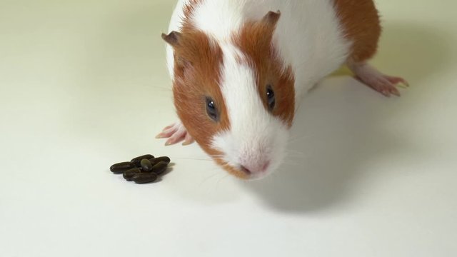 Closeup view 4k video of cute brown guinea pig and pile of its small brown poops isolated on white background.