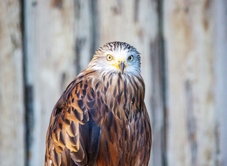 Front view of a red kite, Milvus, he a medium large bird of prey in the family Accipitridae, which also includes many other diurnal raptors such as eagles, buzzards, and harriers