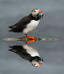 A view of a Puffin on Farne Islands with Sand Eels