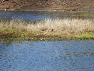 Hawaiian Waterbirds