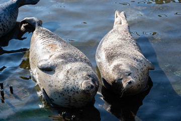 ゴマフアザラシ © 晃一 角田