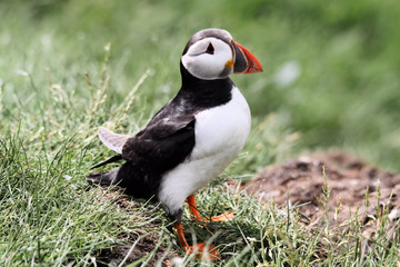 A Puffin on Farne Islands