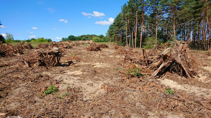 Przygotowanie terenu pod budowę nowej drogi - karczowanie. © WalDec