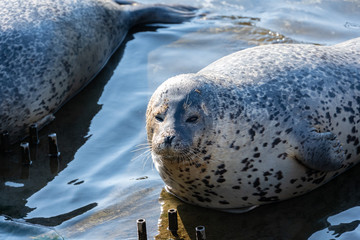 ゴマフアザラシ © 晃一 角田
