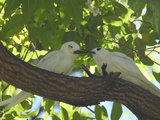 Hawaii White Tern