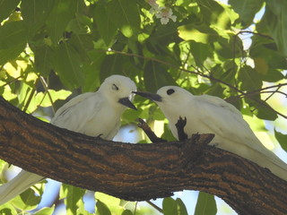 Hawaii White Tern