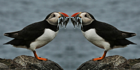 A view of a Puffin on Farne Islands with Sand Eels