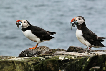 A view of a Puffin on Farne Islands with Sand Eels