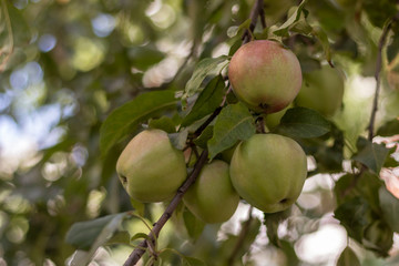 Young ripe fruit on an apple tree in morning sunlight.