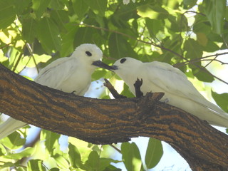 Hawaii White Tern
