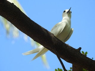 Hawaii White Tern
