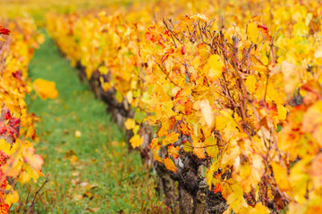 vigne en automne en bourgogne