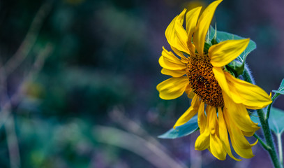 Blooming sunflowers in a field