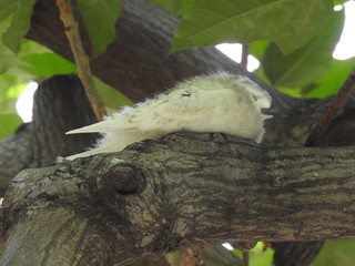 Hawaii White Tern