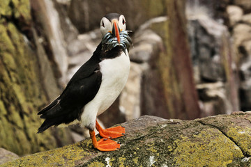 Obraz premium A view of a Puffin with sand eels on Farne Islands