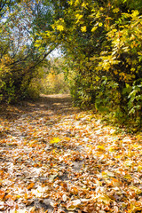 autumn in the park