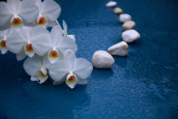 Naklejka na ściany i meble orchidee weiß steine weg