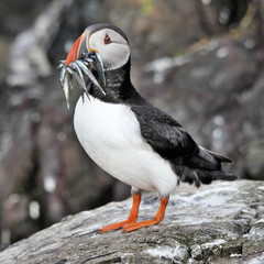 A view of a Puffin with sand eels on Farne Islands