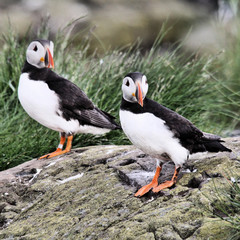 A view of a Puffin on Farne Islands in the UK