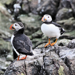 A view of a Puffin on Farne Islands in the UK