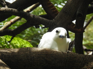 Hawaii White Tern