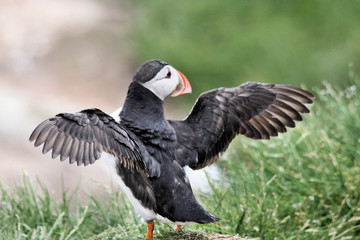 A view of a Puffin on Farne Islands in the UK