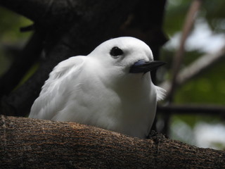Hawaii White Tern