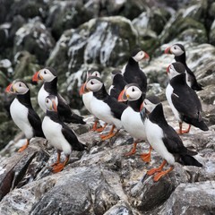 A view of a Puffin on Farne Islands