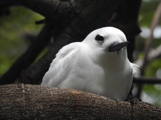 Hawaii White Tern