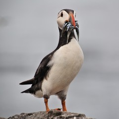 A view of a Puffin with sand eels on Farne Islands
