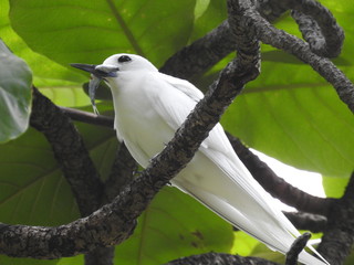 Hawaii White Tern