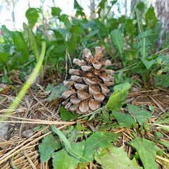 pine cones on the ground